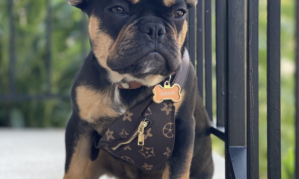 French Bulldog Was Stolen, After Assault Of A Woman In PG County, MD