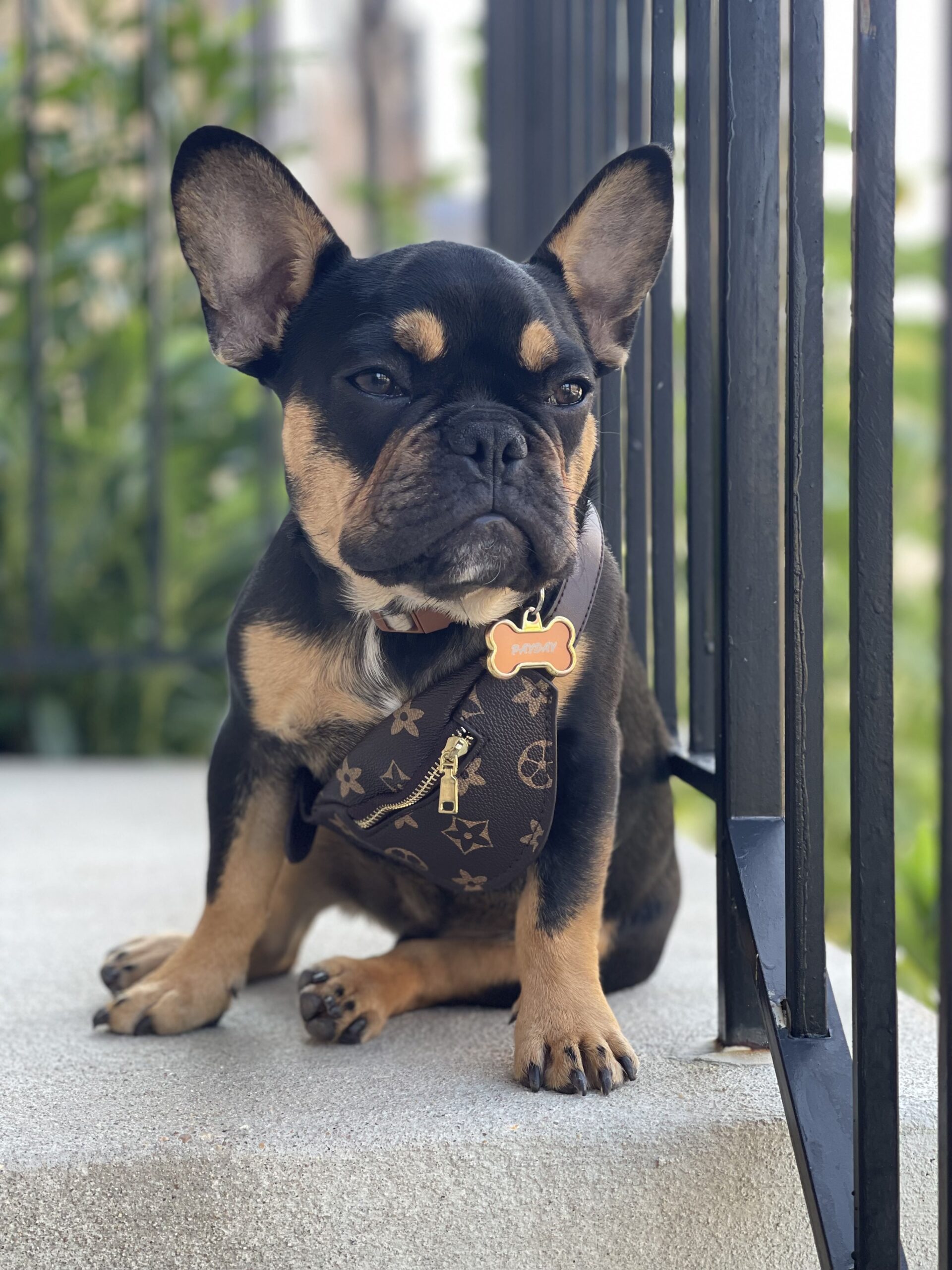 French Bulldog Was Stolen, After Assault Of A Woman In PG County, MD