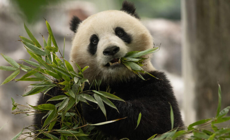 Giant Pandas Bao Li and Qing Bao Arriving in D.C. on “Panda Express”