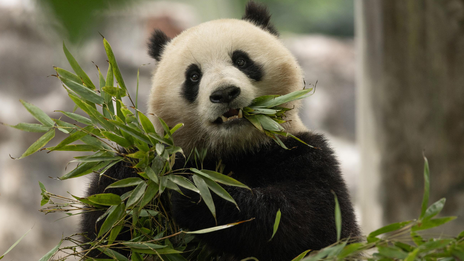 Giant Pandas Bao Li and Qing Bao Arriving in D.C. on “Panda Express”