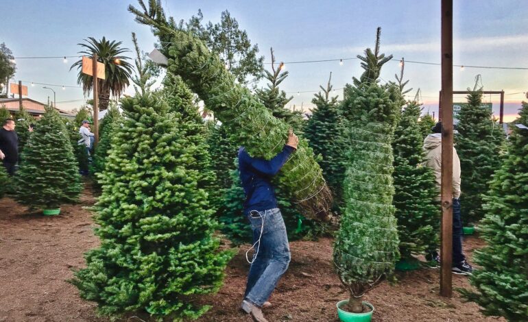 Where DMV Residents Can Recycle Christmas Trees and Decor? Here’s A List.