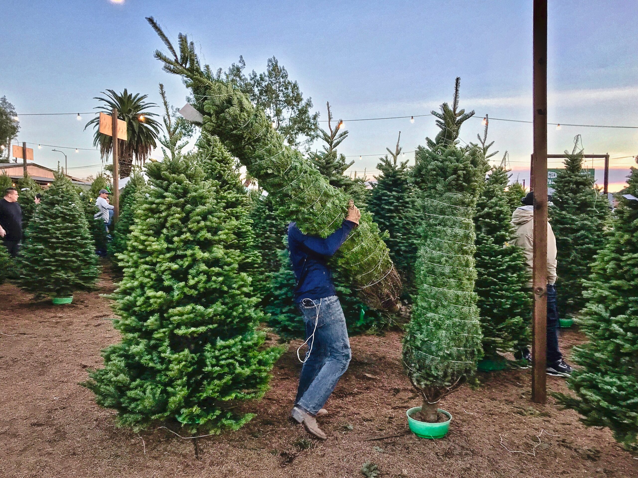 Where DMV Residents Can Recycle Christmas Trees and Decor? Here’s A List.